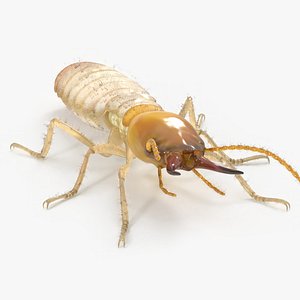 Termite in Static Pose 3D model