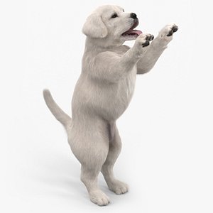 3D White Labrador Puppy Playful Standing Pose Fur for Cinema 4D model