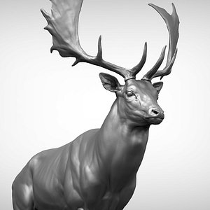 Fallow deer Buck Dama dama Zbrush Sculpture Digital 3D model