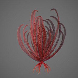 Crinoid 3D