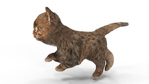 3D Fur Cute Cat Kitten 01 Animated model