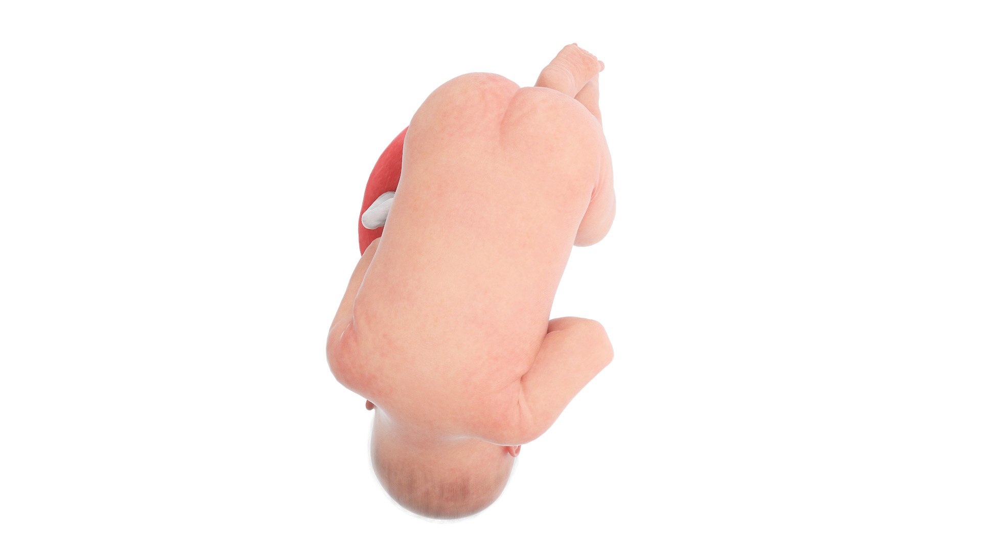 3D Fetus Anatomy Week 40 Animated model https://p.turbosquid.com/ts-thumb/e2/kRtfgE/8J/fetus_week40f0002/jpg/1631872254/1920x1080/fit_q87/0a91f5bf772e30431bcb180cfe76876ec31272e0/fetus_week40f0002.jpg