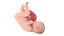 3D Fetus Anatomy Week 40 Animated model