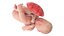 3D Fetus Anatomy Week 40 Animated model