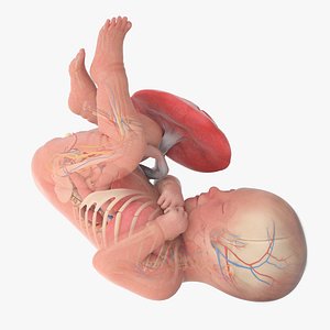 3D Fetus Anatomy Week 40 Animated model