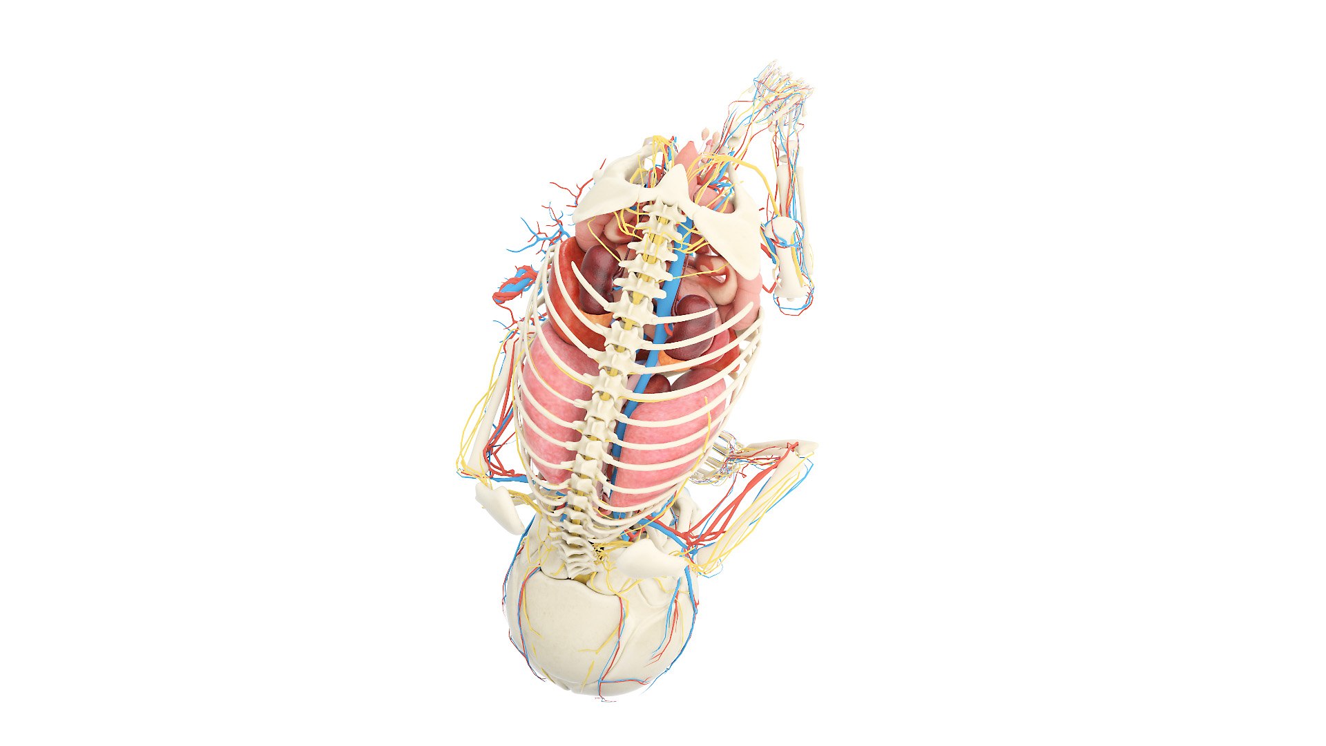 3D Fetus Anatomy Week 40 Animated model https://p.turbosquid.com/ts-thumb/e2/kRtfgE/Hk/fetus_week40f_anatomy0002/jpg/1631872378/1920x1080/fit_q87/ac6054e9acfe6fa6ac3cd74fcd5afea9277aa8a9/fetus_week40f_anatomy0002.jpg