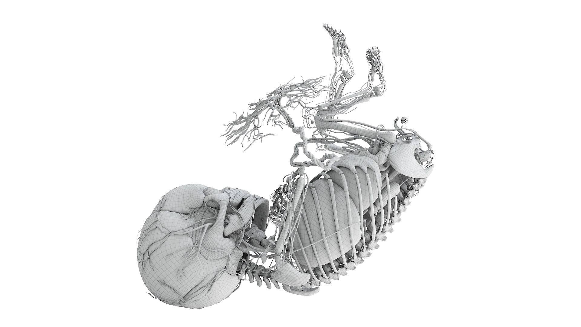 3D Fetus Anatomy Week 40 Animated model https://p.turbosquid.com/ts-thumb/e2/kRtfgE/I7/fetus_week40f_anatomy_wire0003/jpg/1631872452/1920x1080/fit_q87/5ecff9f92f107f8a77185cfcde8bcdca47d65533/fetus_week40f_anatomy_wire0003.jpg