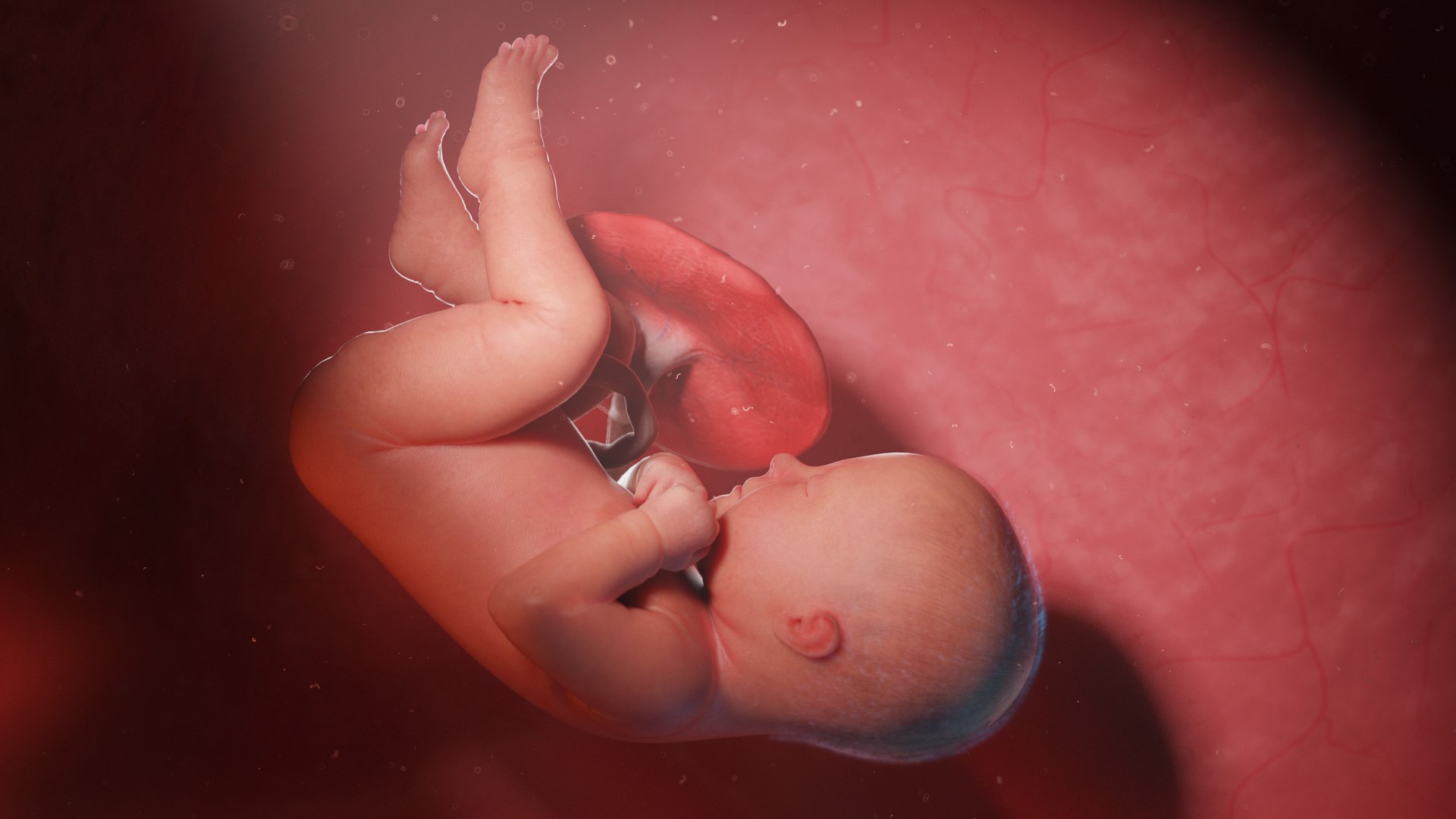 3D Fetus Anatomy Week 40 Animated model https://p.turbosquid.com/ts-thumb/e2/kRtfgE/Or/fetus2021_week40/jpg/1631872151/1920x1080/fit_q87/d3ed4518145dc48db6791673efa29a11f4974ffa/fetus2021_week40.jpg