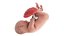 3D Fetus Anatomy Week 40 Animated model