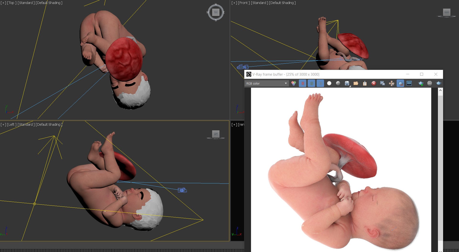 3D Fetus Anatomy Week 40 Animated model https://p.turbosquid.com/ts-thumb/e2/kRtfgE/aj/viewport/jpg/1631872545/1920x1080/fit_q87/3e74c6f75d0c59bff2ec1a1d9a8d4f2228c35a16/viewport.jpg