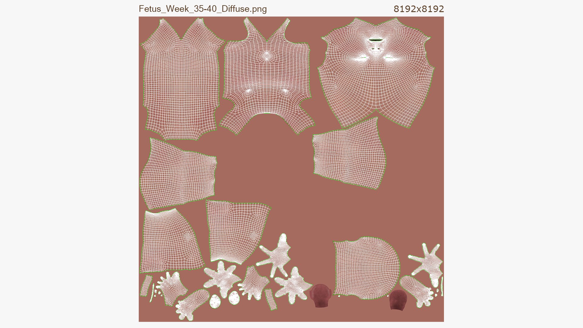 3D Fetus Anatomy Week 40 Animated model https://p.turbosquid.com/ts-thumb/e2/kRtfgE/eP/unwrapped/jpg/1631882294/1920x1080/fit_q87/a200dedc91745b35a18c9b502249c72b2ed243bb/unwrapped.jpg