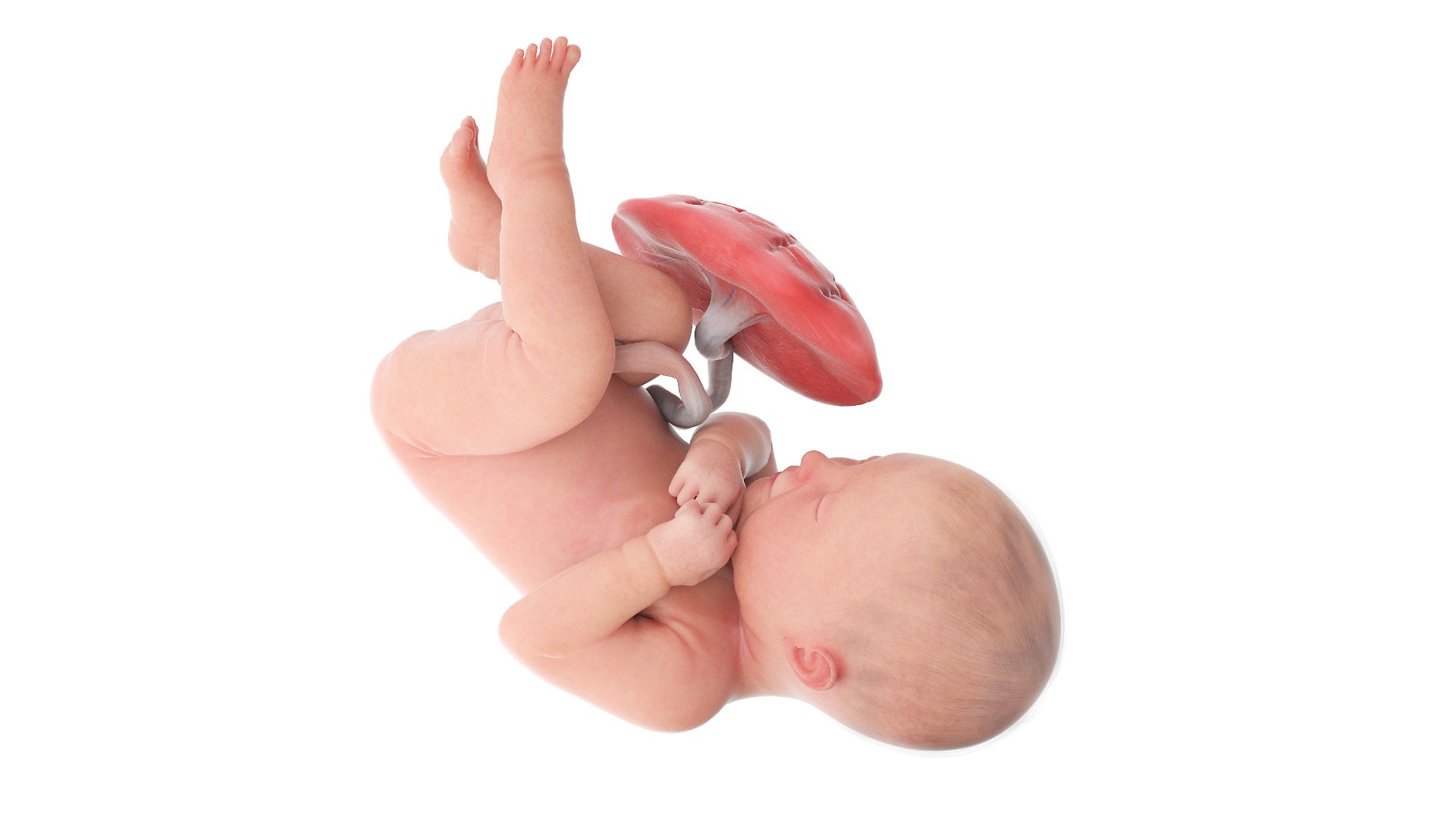 3D Fetus Anatomy Week 40 Animated model https://p.turbosquid.com/ts-thumb/e2/kRtfgE/t3/fetus_week40f0000/jpg/1631872254/1920x1080/fit_q87/0f57372194e8bff44c6208aa55549bce5ff125f2/fetus_week40f0000.jpg
