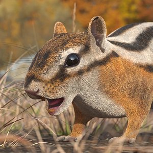 Wild Chipmunk Mammal