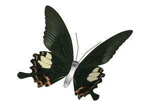 butterfly