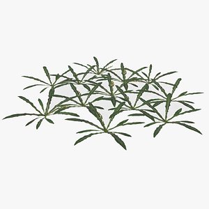plant lawn model
