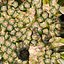 Collection d'ananas 2