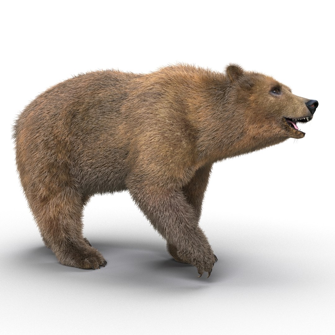 brown bear fur rigged 3d model