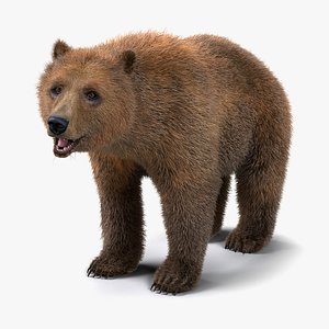 Brown Bear with Fur Rigged 3D Model