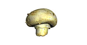 3d champignon mushroom model