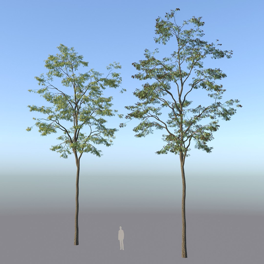 Free 3D XfrogPlants Honey Locust - Gledista Triacanthos - TurboSquid ...