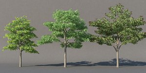XfrogPlants Honey Locust - Gledista Triacanthos