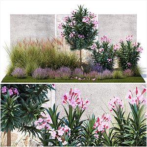 Garden of pink Nerium oleander and lavender bushes 1396 3D
