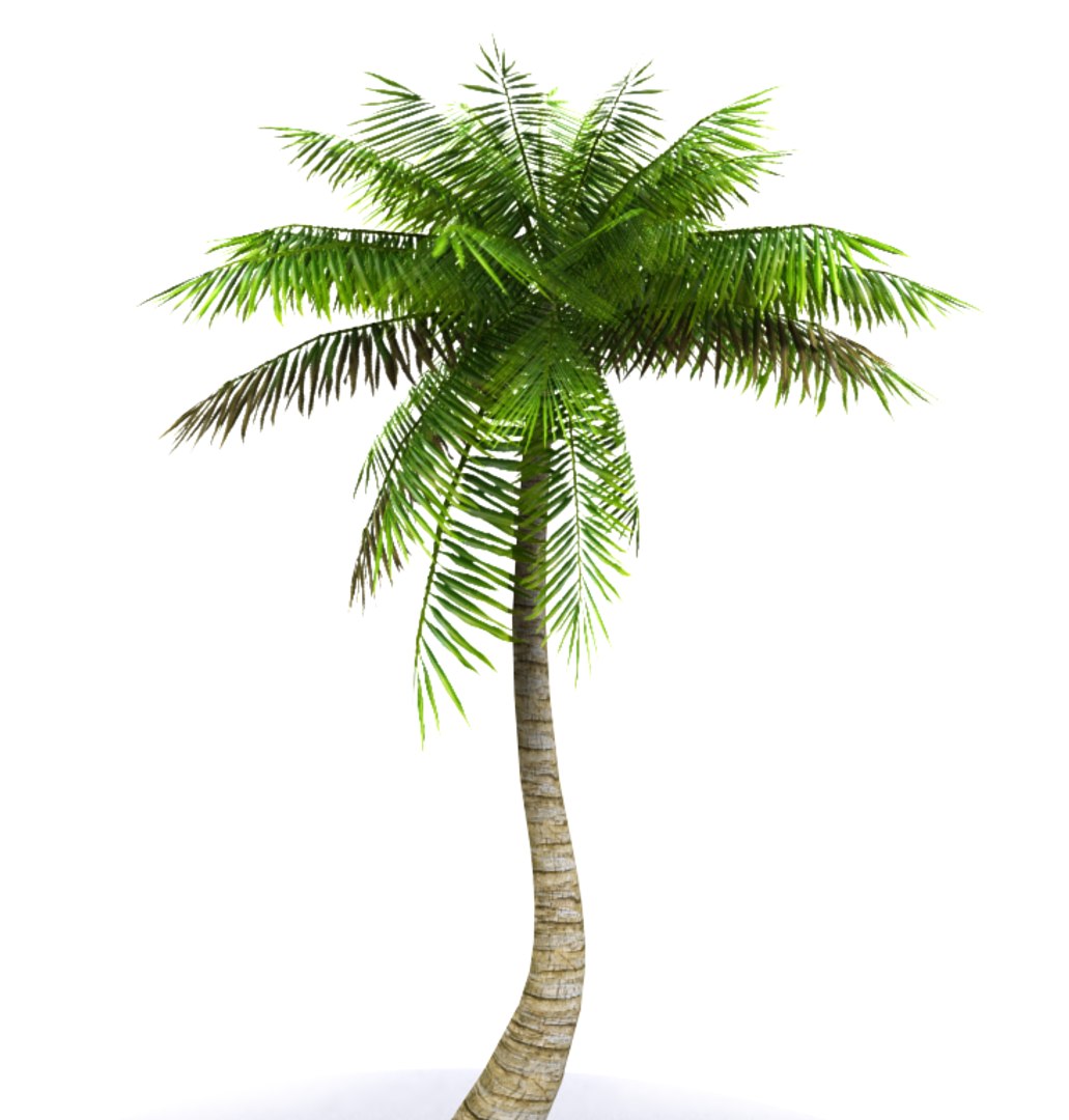 3d Model Palms Tree