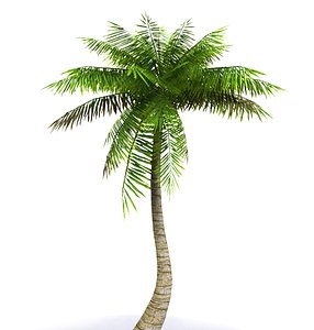 3d model palms tree