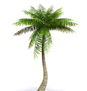 Palm