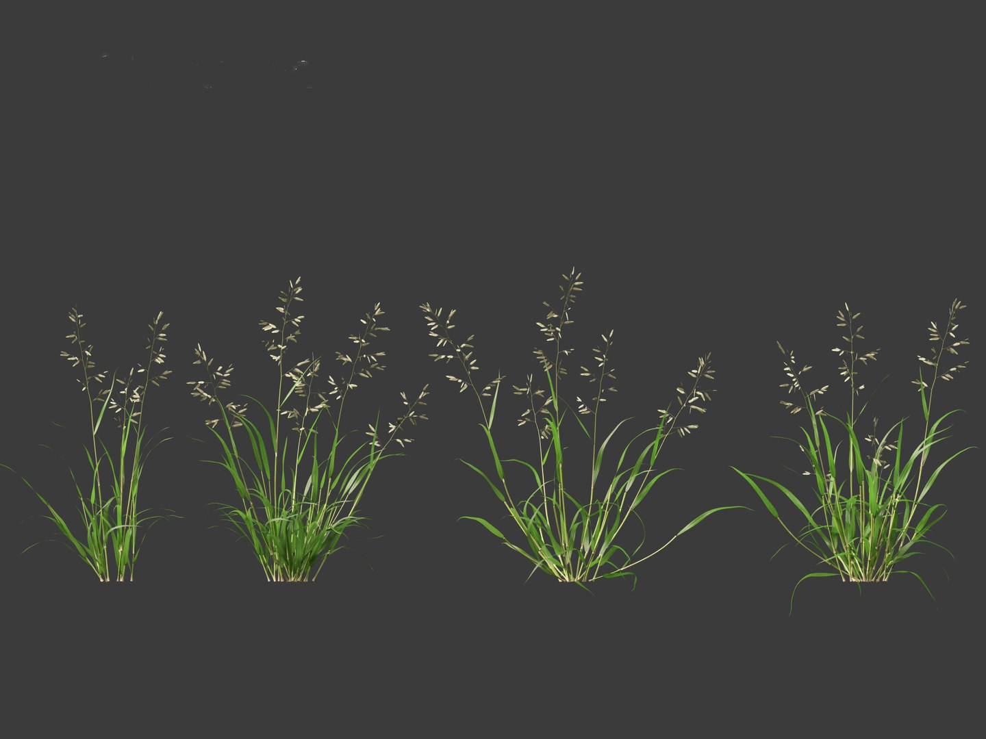 3D Eragrostis Cilianensis - Stink Grass Model - TurboSquid 2126629