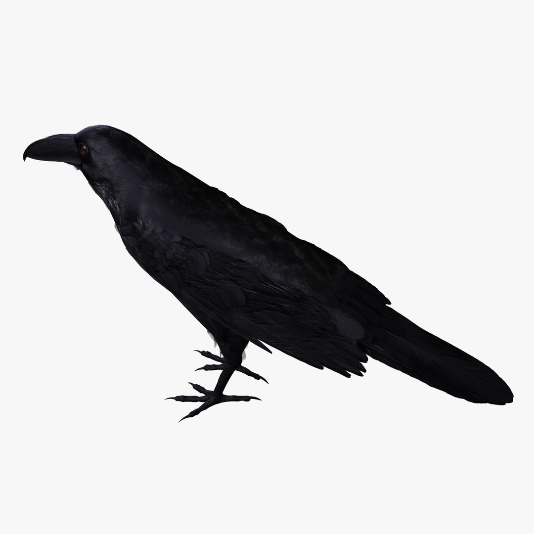 corvus corax common raven 3d model https://p.turbosquid.com/ts-thumb/e3/VDhN8T/1mWjvArR/r2_03/jpg/1368439081/1920x1080/fit_q87/0e1febf3f8c9aac99e12be04e534aef119dcd0a0/r2_03.jpg