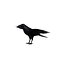 Corvus Corax 'Common Raven'