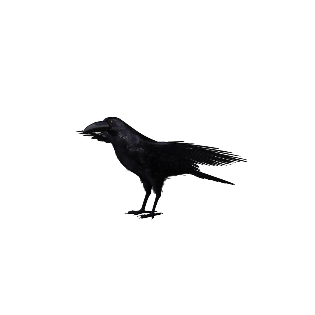 corvus corax common raven 3d model https://p.turbosquid.com/ts-thumb/e3/VDhN8T/5CMdWqWh/rot/jpg/1368439115/1920x1080/turn_fit_q99/d57fdb1c195802a6a1c06326ca80f05109d6f24d/rot-1.jpg
