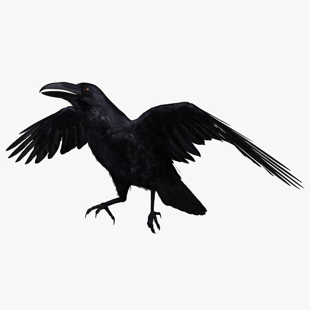 corvus corax common raven 3d model https://p.turbosquid.com/ts-thumb/e3/VDhN8T/8nh6qAIj/r2_05/jpg/1368439081/1920x1080/fit_q87/0ff7d2b32b82ccb4c4437d0daf844e41c1efaa4f/r2_05.jpg