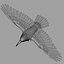 Corvus Corax 'Common Raven'