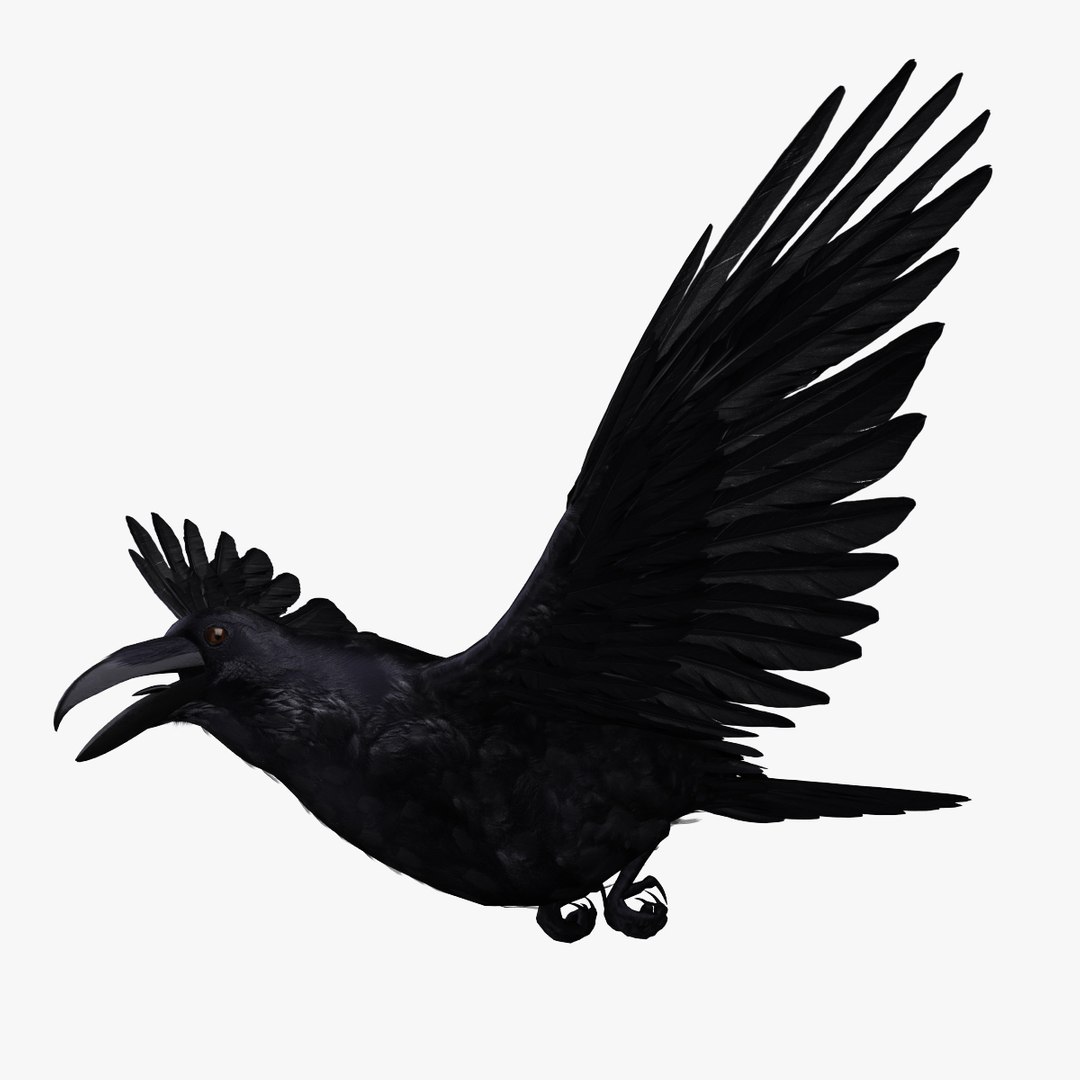 corvus corax common raven 3d model https://p.turbosquid.com/ts-thumb/e3/VDhN8T/DLqRneaD/r05/jpg/1368439082/1920x1080/fit_q87/9243af3ede58b86d84a9221686863fe034f3c235/r05.jpg