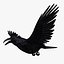 Corvus Corax 'Common Raven'