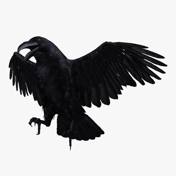 corvus corax common raven 3d model