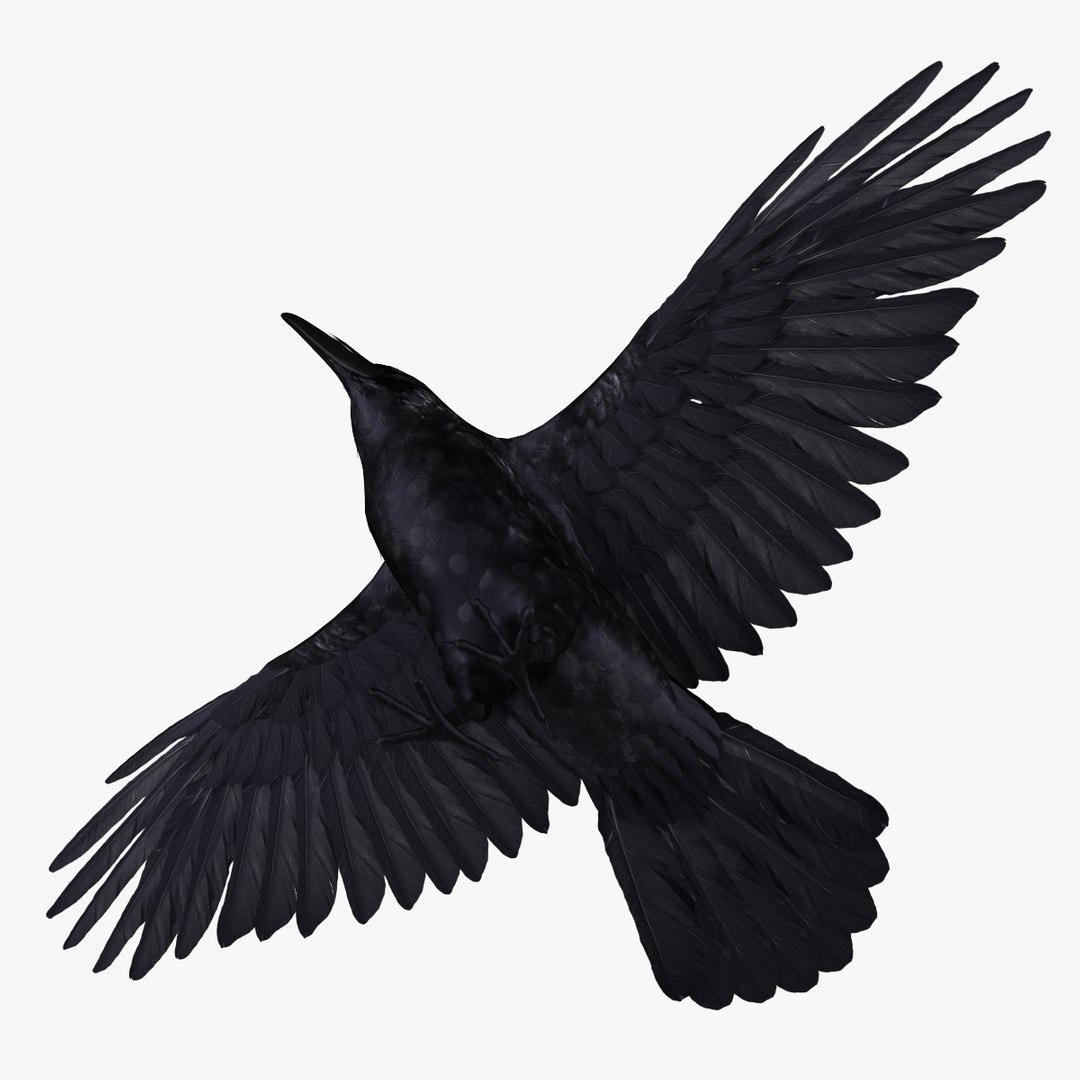 corvus corax common raven 3d model https://p.turbosquid.com/ts-thumb/e3/VDhN8T/G7ZJtu77/r02/jpg/1368439081/1920x1080/fit_q87/e24b579b5e39bac983806ba21c3f6a5682e9758a/r02.jpg