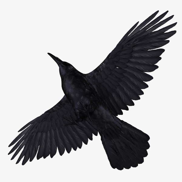 corvus corax common raven 3d model