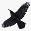 Corvus Corax 'Common Raven'