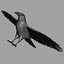 Corvus Corax 'Common Raven'