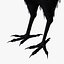 Corvus Corax 'Common Raven'