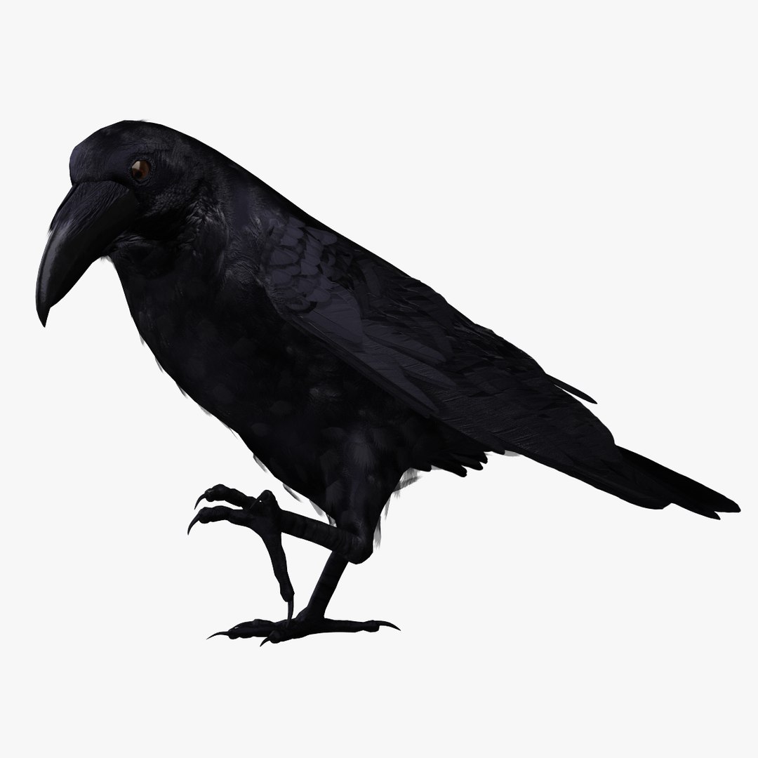 corvus corax common raven 3d model https://p.turbosquid.com/ts-thumb/e3/VDhN8T/jp3APAZI/r06/jpg/1368439082/1920x1080/fit_q87/6c9089c703581378ff877b5b231608a17b531528/r06.jpg