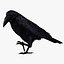 Corvus Corax 'Common Raven'