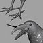 Corvus Corax 'Common Raven'