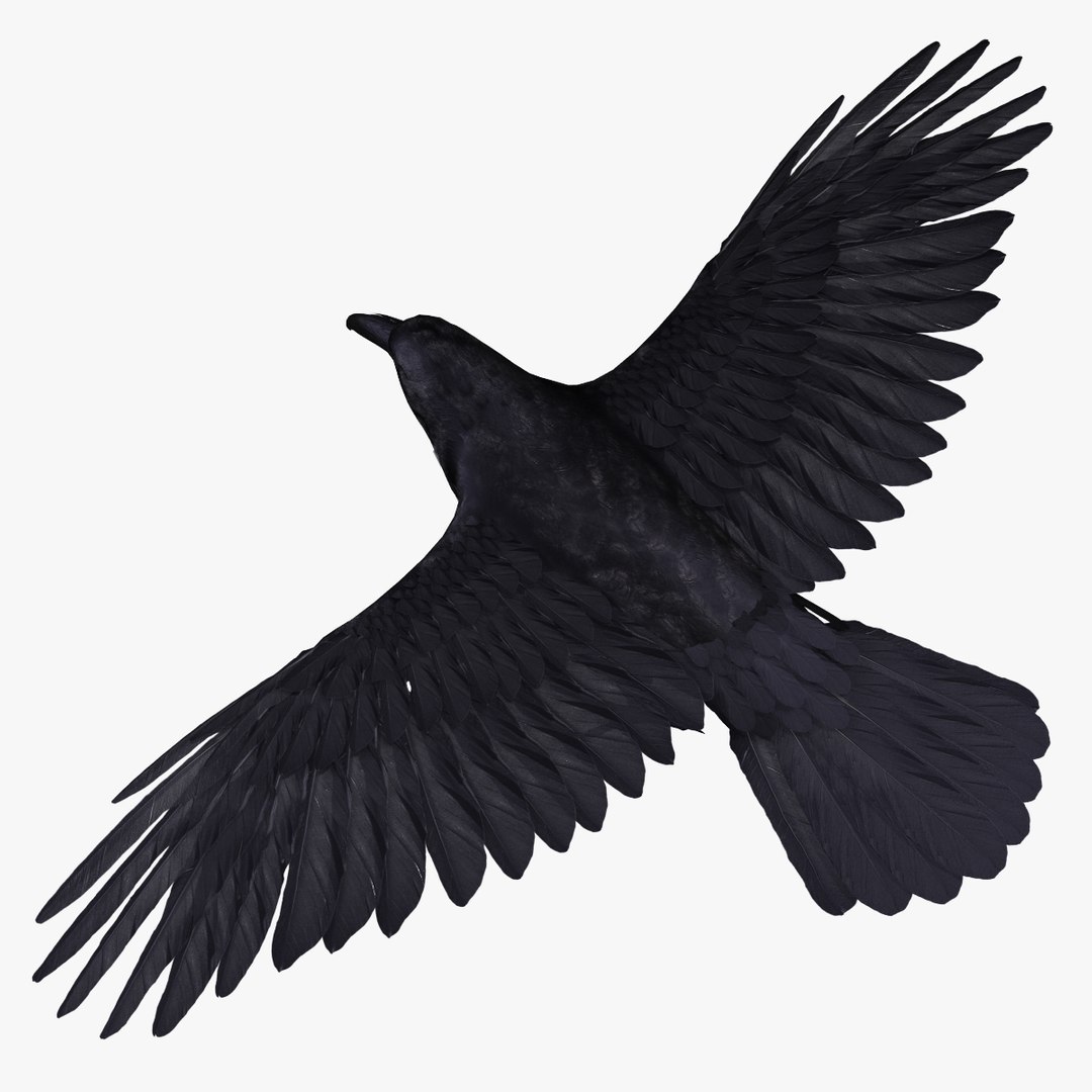 Corvus Corax Common Raven 3d Model