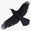 Corvus Corax 'Common Raven'