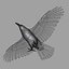 Corvus Corax 'Common Raven'
