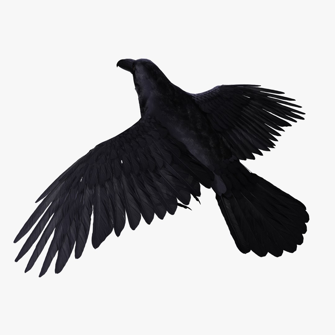 Corvus Corax Common Raven 3d Model